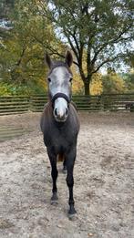 Verzorger gezocht, Verzorging of Verzorgpony's