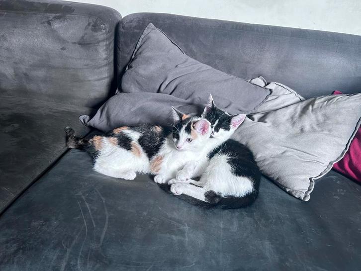 Nami & Zorro, Dieren en Toebehoren, Katten en Kittens | Overige Katten, Kortharig, Meerdere dieren, 0 tot 2 jaar