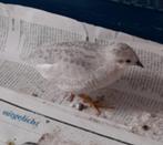 Chinese Dwergkwartel hennen, Dieren en Toebehoren, Vrouwelijk