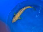 Doitsu karashigoi nisai koi, Dieren en Toebehoren, Vissen | Vijvervissen, Karper of Koi