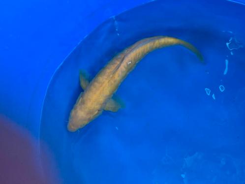 Doitsu karashigoi nisai koi, Dieren en Toebehoren, Vissen | Vijvervissen, Karper of Koi