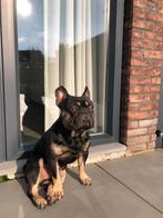 Lieve baasjes gezocht voor Frenkie, Dieren en Toebehoren, Honden | Bulldogs, Pinschers en Molossers, Reu, 1 tot 2 jaar, Bulldog