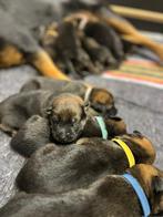 Prachtige pups, Rottweiler / Mechelse herder. TOPNEST, Overige rassen, 8 tot 15 weken, Parvo, Meerdere
