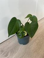 Epipremnum happy leaf, Huis en Inrichting, Kamerplanten, Ophalen of Verzenden, Halfschaduw, Minder dan 100 cm