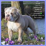 Prachtige New English Bulldog dekreu! Compleet getest!!, Rabiës (hondsdolheid), Bulldog, 1 tot 2 jaar, Reu