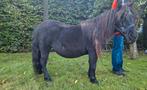 Shetlandpony - Patricia van de Shetlandhoeve, Dieren en Toebehoren, Merrie, A pony (tot 1.17m), Gechipt, 11 jaar of ouder