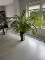 Grote en Volle Areca Palm in Pot - Kamerplant, Ophalen, Palm, Halfschaduw, In pot