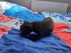 Baby kittens, Dieren en Toebehoren, 0 tot 2 jaar