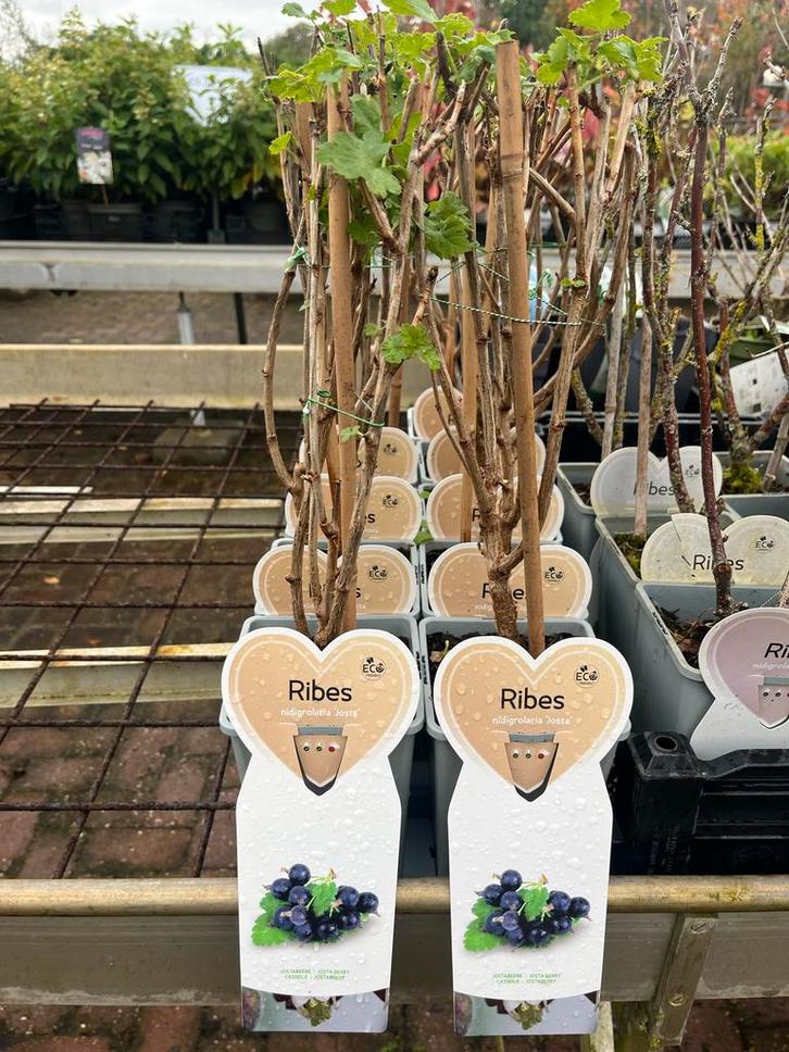(Ribes josta) - Fruitstruik, Tuin en Terras, Planten | Tuinplanten, Vaste plant, Fruitplanten, Volle zon, Lente, Ophalen