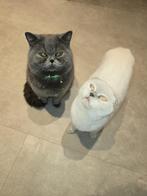 Britsekort haar, scottish fold, Dieren en Toebehoren, Meerdere dieren