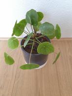 Pilea Sugar Pannenkoekenplant Kamerplant + Bloempot, Ophalen of Verzenden, Overige soorten, In pot, Minder dan 100 cm