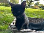 Kittens of jonge katten, Dieren en Toebehoren, Katten en Kittens | Overige Katten, Meerdere dieren