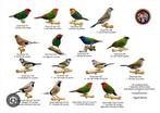 Gratis vogels gezocht, Dieren en Toebehoren, Vogels | Overige Vogels, Meerdere dieren, Tropenvogel