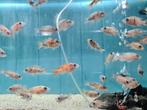 Aulonocara Red Blotched Multicolor Malawi Cichliden, Vis