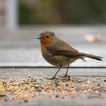 Strooivoer voor buitenvogels Kasper Faunafood veel zaden beschikbaar voor biedingen