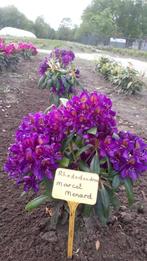 Rhododendron, Marcel Menard ,donkerpaars, Halfschaduw, Vaste plant, Lente, Overige soorten