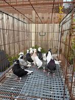 Perzische iraanse hoogvliergers/ Toghi, Dieren en Toebehoren, Vogels | Duiven, Meerdere dieren, Tuimelaar of Roller
