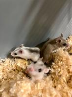 Lieve tammen baby hamsters, Dieren en Toebehoren, Knaagdieren, Hamster, Mannelijk, December, Tam