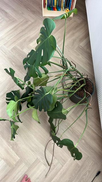 Grote monstera (gatenplant), zonder pot beschikbaar voor biedingen