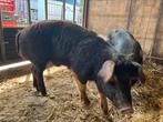 Dekbeer, Dieren en Toebehoren, Schapen, Geiten en Varkens, Meerdere dieren, Schaap