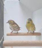 Sijs ( bruin ) koppels, Dieren en Toebehoren, Meerdere dieren, Wildzangvogel, Geringd