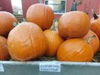 Halloween pompoenen te koop in Bleiswijk, Tuin en Terras, Overige Tuin en Terras, Ophalen, Nieuw