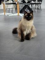 Kater (gecastreerd) Ragdoll Siamees, Dieren en Toebehoren, Katten en Kittens | Overige Katten, Kater