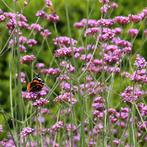 Verbena bonariensis in P9 potje biologisch (ijzerhard), Volle zon, Vaste plant, Zomer, Ophalen