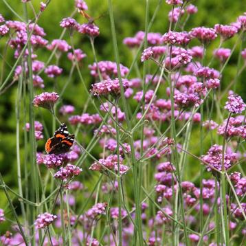 Verbena bonariensis in P9 potje biologisch (ijzerhard) beschikbaar voor biedingen