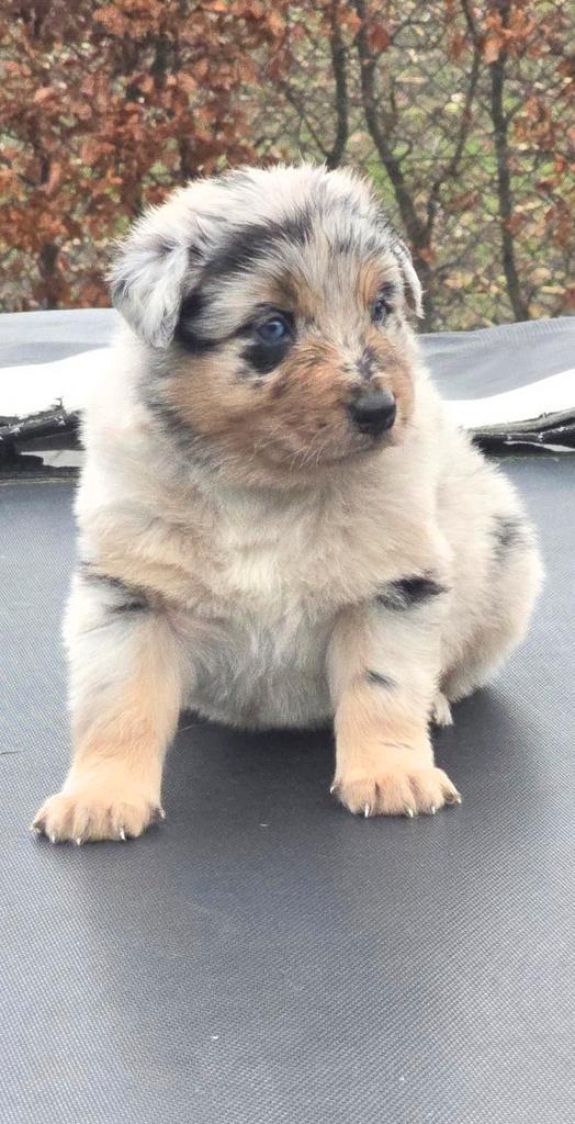Zeer mooie australian sherperd pups. Voor een gouden mandje., Dieren en Toebehoren, Honden | Herdershonden en Veedrijvers, Meerdere dieren
