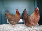 Krielkippen: Welsumer kriel en Bielefelder krielkippen., Dieren en Toebehoren, Pluimvee, Vrouwelijk, Kip