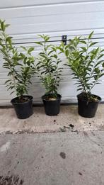 Portugese laurier pot gekweekt, Ophalen of Verzenden, Laurier, Minder dan 100 cm