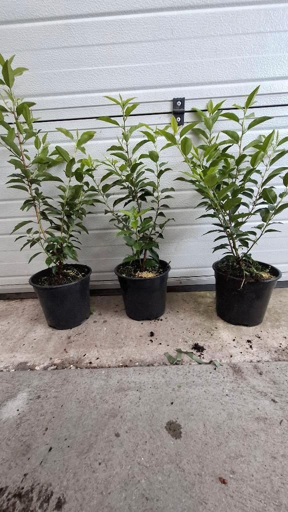 Portugese laurier pot gekweekt, Tuin en Terras, Planten | Struiken en Hagen, Laurier, Minder dan 100 cm, Ophalen of Verzenden