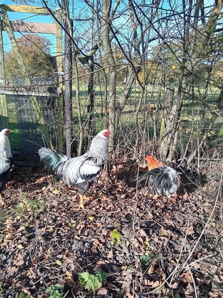 Twentse hoenders/ twents hoen, Dieren en Toebehoren, Pluimvee, Kip, Mannelijk