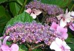 5 bijzondere Struikhortensia Hydrangea Hot Chocolate, Ophalen, Overige soorten, Struik, Minder dan 100 cm