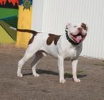 American Bully XL-XXL Tri color dekreuen, Rabiës (hondsdolheid), Reu, Meerdere, 3 tot 5 jaar