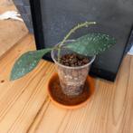 hoya rundumensis splash stek nr 3-17, Ophalen of Verzenden, Halfschaduw, Minder dan 100 cm