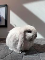 Minilop !België!, Dieren en Toebehoren, Konijnen