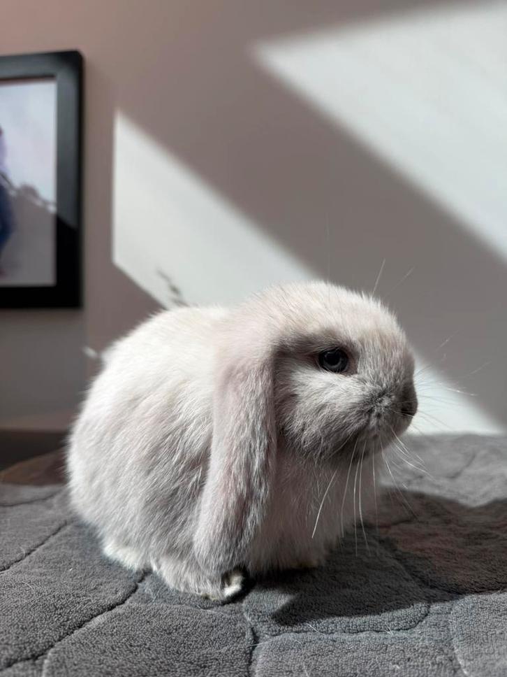 Minilop !België!, Dieren en Toebehoren, Konijnen