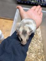 Te koop lieve jonge goudhamsters / Syrisch hamsters, Meerdere dieren, Hamster, Na 1 juli 2024
