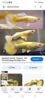 24K Golden Guppies.      Gup, Vis