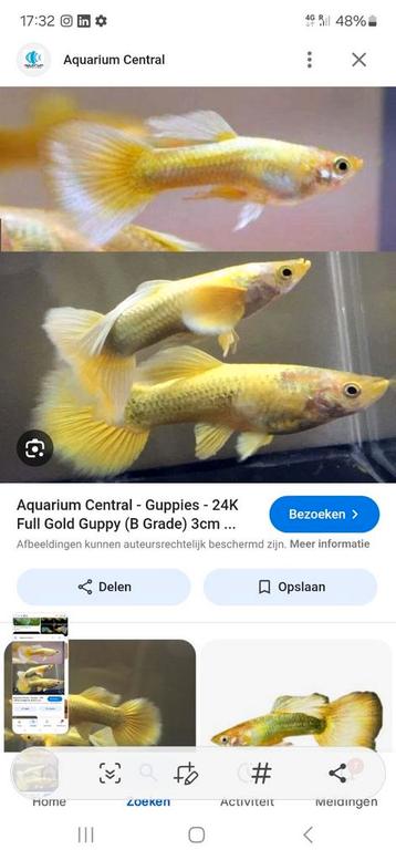 24K Golden Guppies.      Gup beschikbaar voor biedingen