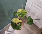 Alocasia Stingray Variegata, Ophalen of Verzenden, Halfschaduw, Minder dan 100 cm