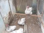 t.k.broedeieren Orpington groot Splash, Dieren en Toebehoren, Pluimvee, Geslacht onbekend, Kip