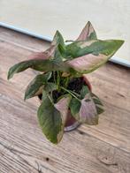 Syngonium pink splash, Huis en Inrichting, Kamerplanten, Ophalen of Verzenden, Halfschaduw, Minder dan 100 cm