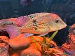 Geophagus Steindachneri, Dieren en Toebehoren, Vis, Zoetwatervis