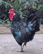 Kippenopvang zoekt goede plek voor deze leuke krielhaan!, Dieren en Toebehoren, Pluimvee, Mannelijk, Kip