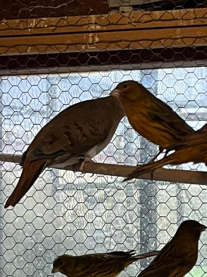 Blauwe grondduif pop, Dieren en Toebehoren, Vogels | Duiven, Overige soorten, Vrouwelijk