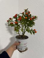 Kamerplant: Oranjeboompje (solanum pseudocapsicum), Huis en Inrichting, Kamerplanten, Ophalen, Overige soorten, Halfschaduw, In pot