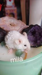 Texel kleurmuisjes., Dieren en Toebehoren, Muis, Vrouwelijk, November, Tam